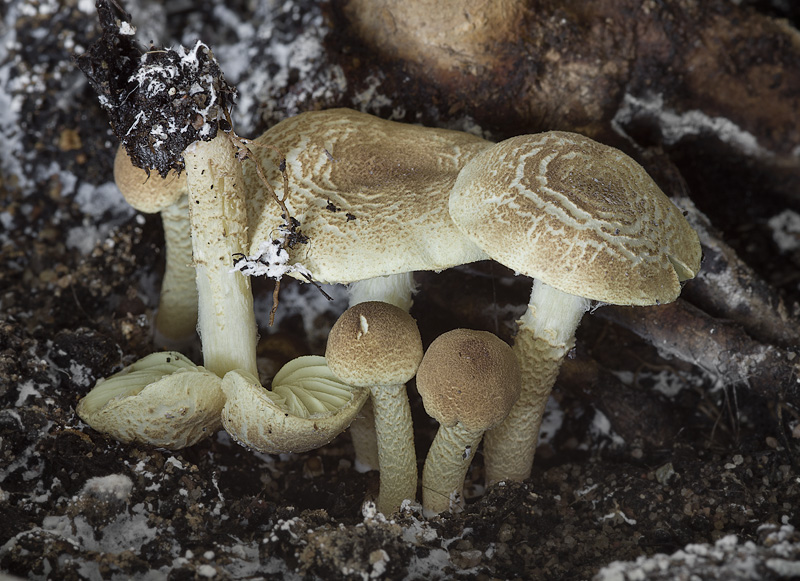 Lepiota elaiophylla